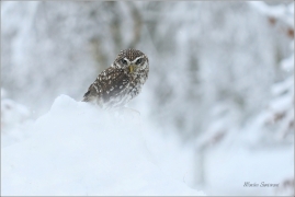 <p>SÝČEK OBECNÝ (Athene noctua) sokolnicky vedený ----- /Little owl - Steinkauz/</p>